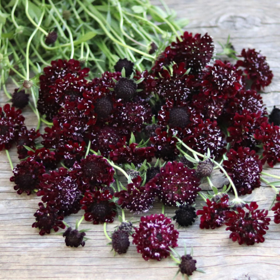 Skabiozas, Skabiozu sēklas, Puprursarkanās skabiozas, Scabiosa atropur