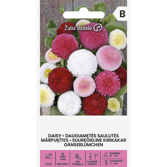 Mārpuķītes, Mārpuķīšu sēklas, Mārpuķītes sēklas, Bellis perennis L.