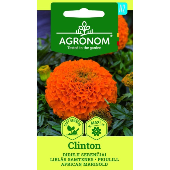 Samtenes lielās CLINTON, Samteņu sēklas Clinton, Samtenes Clinton