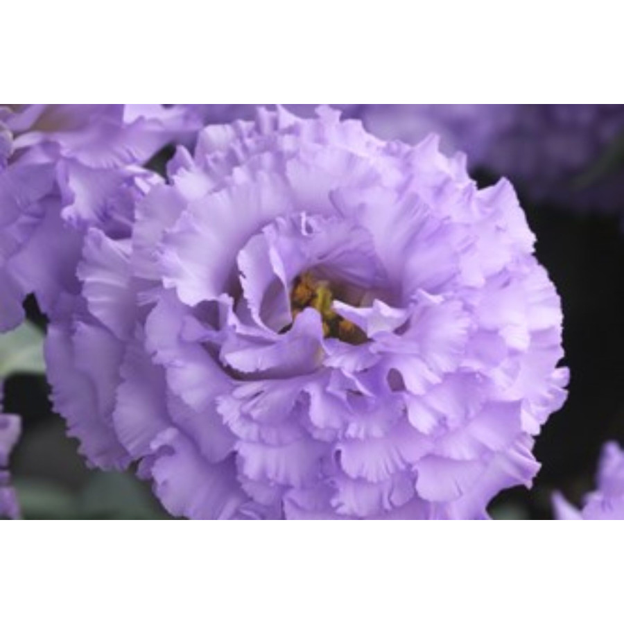 Lizante (Eustoma) Corelli SU 1 Lavender Light F1 5s, Lizantes, Eustomas