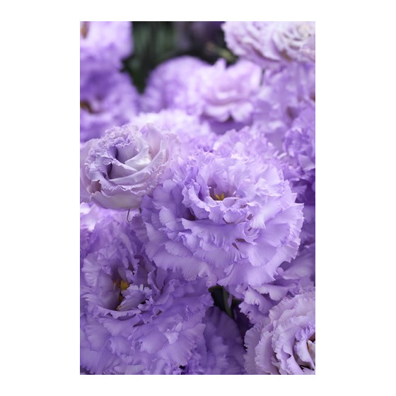 Lizante (Eustoma) Corelli SU 1 Lavender Light F1 5s, Lizantes, Eustomas