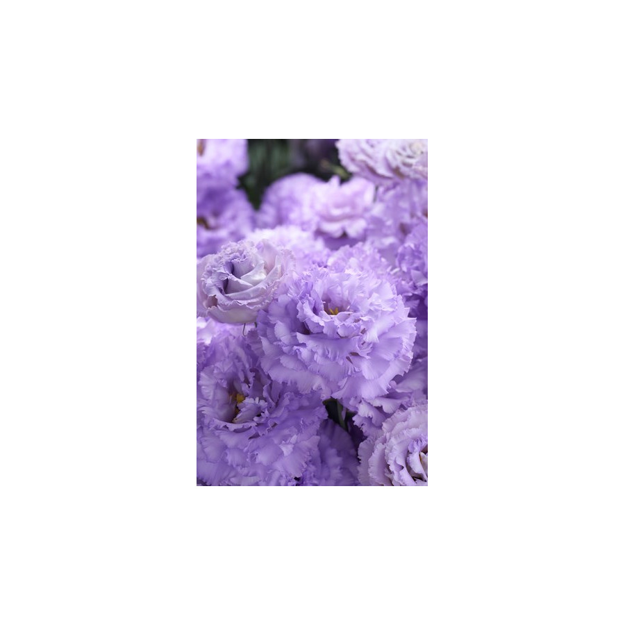Lizante (Eustoma) Corelli SU 1 Lavender Light F1 5s, Lizantes, Eustomas