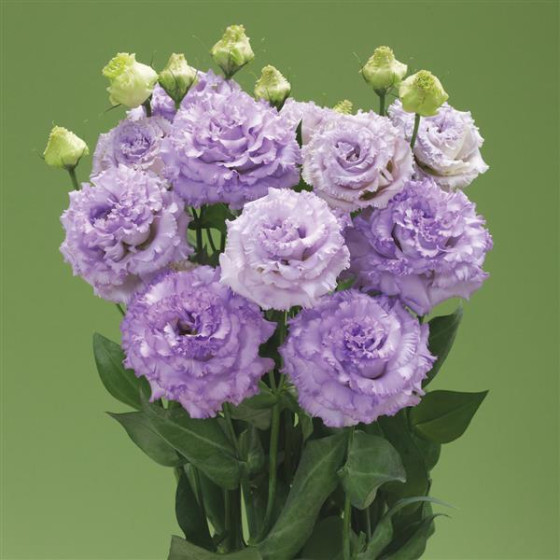 Lizante (Eustoma) Corelli SU 1 Lavender Light F1 5s, Lizantes, Eustomas