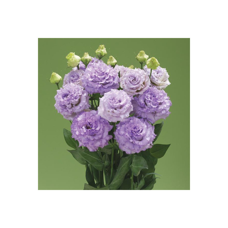 Lizante (Eustoma) Corelli SU 1 Lavender Light F1 5s, Lizantes, Eustomas