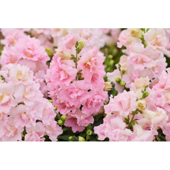 Lauvmutītes Twinny Appleblossom, Antirrhinum majus, Pildītās lauvmutītes