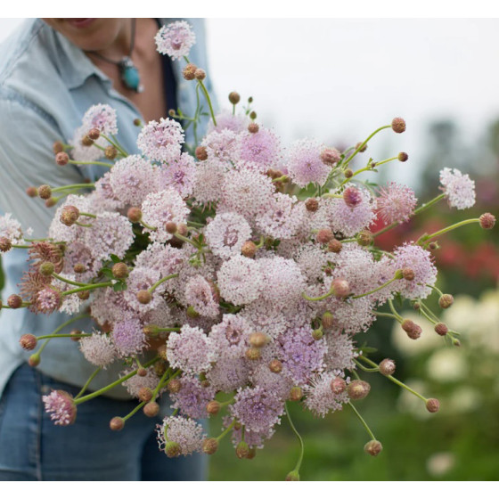 Didisks zilganais Lace Pink 0,3g, Didiscus caeruleus