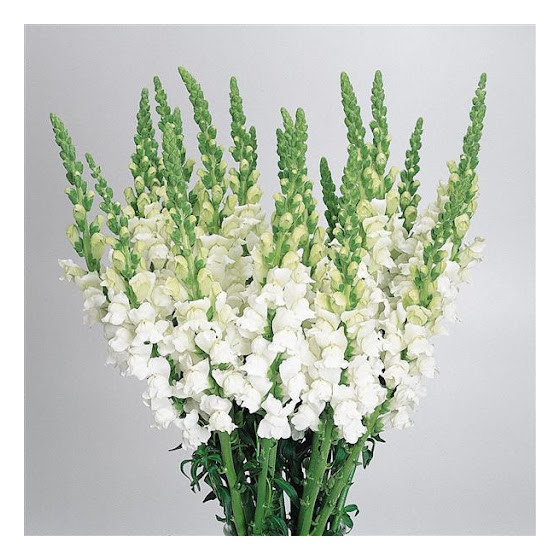 Lauvmutītes lielās Overture II™ F1 White, Lauvmutīšu sēklas Overture II™ F1 White, Antirrhinum majus
