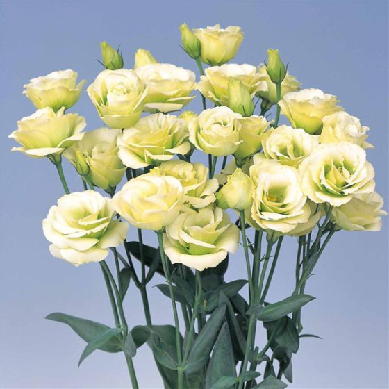 Lizante (Eustoma) Rosita 2 Jade 5s, Lzantes sēklas, Eustomas sēklas, Eustoma, Eustoma grandiflorum