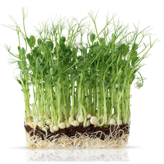 Zirņi diedzēšanai (mikrozaļumi) 100g, Mikrozaļumu sēklas, Diedzējamās sēklas