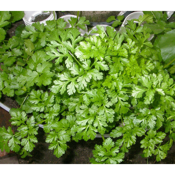 Koriandrs, Koriandra sēklas, Koriandru sēklas, Kinzas sēklas, Kindza, Kinza, Kinzas sēklas