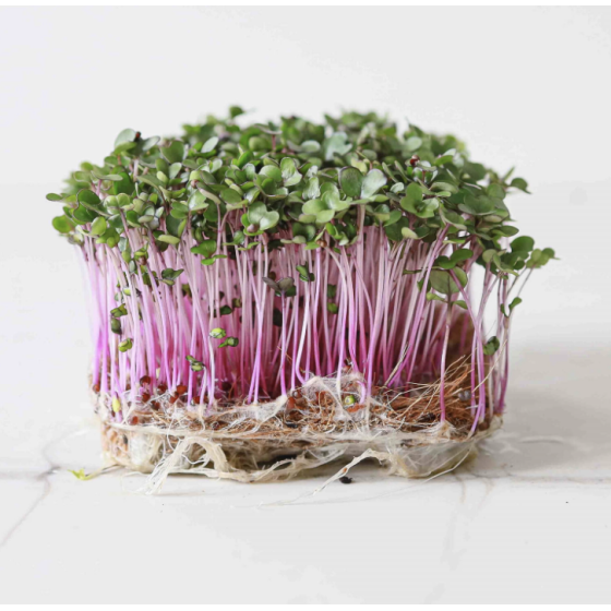 Mizuna salāti, Mizuna sēklas, Japāņu kāposti, Mikrozaļumu sēklas, Diedzējamās sēklas