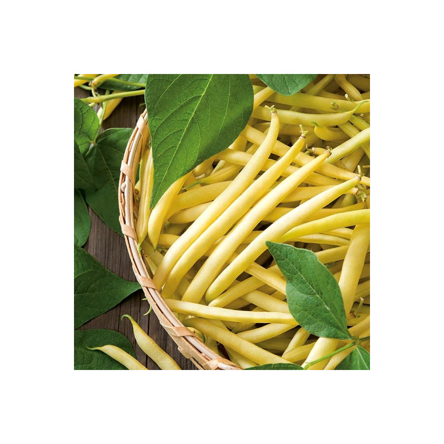 Pupiņas sparģeļu Berggold, Sparģeļpupiņas, Sviesta pupiņas, sparģeļu pupiņas