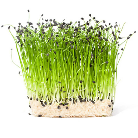 Salāti (Mikrozaļumi) 1,5g, Mikrozaļumu sēklas, Mikrozaļumi, Onion sprouts