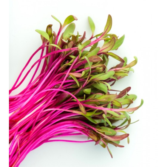 Bietes diedzēšanai (Mikrozaļumi) 100g, Biešu sēklas diedzēšanai, Mikrozaļumi, Mikrozaļumu sēklas