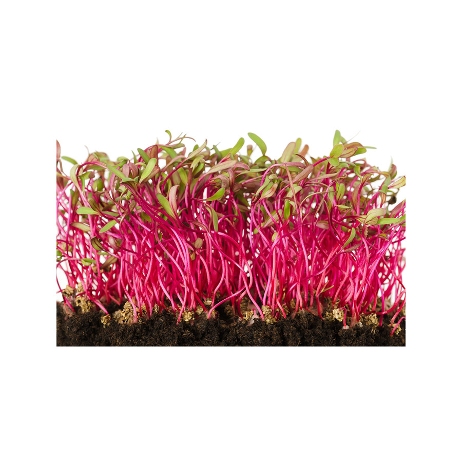 Bietes diedzēšanai (Mikrozaļumi) 100g, Biešu sēklas diedzēšanai, Mikrozaļumi, Mikrozaļumu sēklas