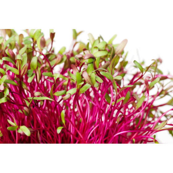 Bietes diedzēšanai (Mikrozaļumi) 100g, Biešu sēklas diedzēšanai, Mikrozaļumi, Mikrozaļumu sēklas