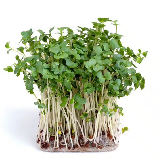 Brokoļi Calabrese (Mikrozaļumi) 1,5g, Mikrozaļumu sēklas, Mikrozaļumi, Diedzējamās sēklas