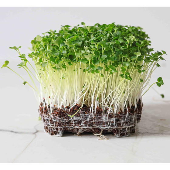 Brokoļi Raab (Mikrozaļumi) 100g, Mikrozaļumu sēklas, Mikrozaļumi, Diedzējamās sēklas