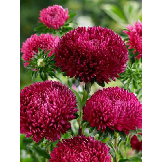 Asteres XXL Syringa Dark Red