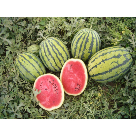 Arbūzi Bedouin, Arbūzu sēklas Bedouin, Arbūzs Bedouin F1