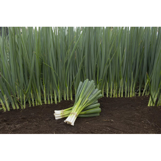 Loku sīpoli, Loku sīpolu sēklas, Sīpoli PERFORMER, Loku sīpoli PERFORMER