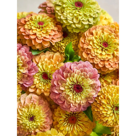 Cinnijas gleznās Queen Lemon Peach, Zinnia Queen Lemon Peach