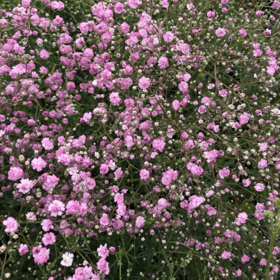 Ģipsene klusā okeāna, Klusā okeāna ģipsene, Gypsophila pacifica