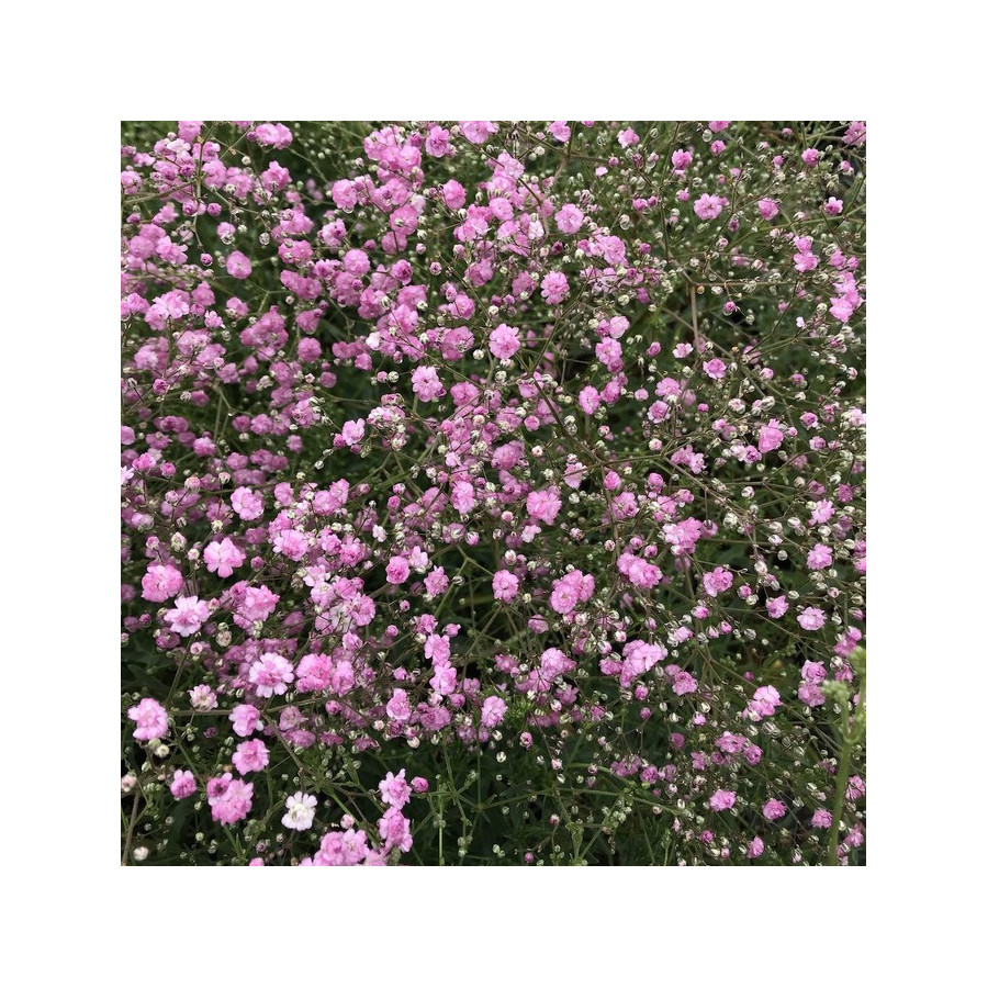 Ģipsene klusā okeāna, Klusā okeāna ģipsene, Gypsophila pacifica