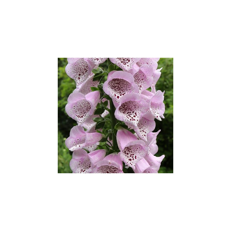 Uzpirkstīte, Uzpirkstītes, Uzpirkstīšu sēklas, Hibrīdās uzpirkstītes, Digitalis hybrida, Digitalis grandiflora