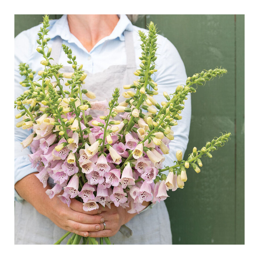 Uzpirkstīte, Uzpirkstītes, Uzpirkstīšu sēklas, Hibrīdās uzpirkstītes, Digitalis hybrida, Digitalis grandiflora