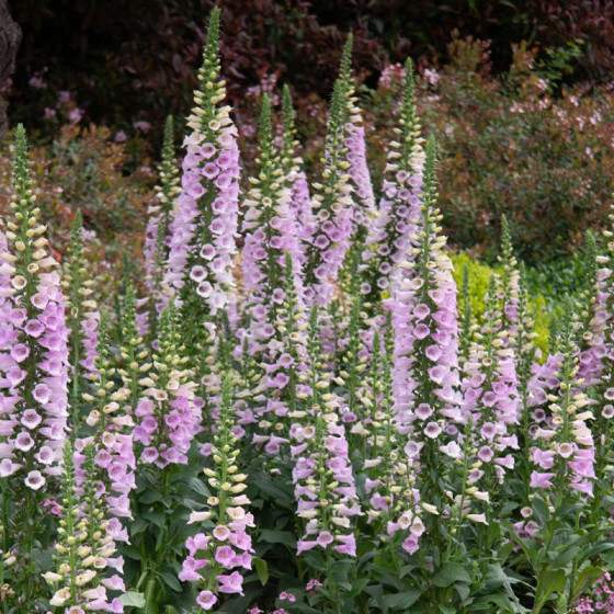 Uzpirkstīte, Uzpirkstītes, Uzpirkstīšu sēklas, Hibrīdās uzpirkstītes, Digitalis hybrida, Digitalis grandiflora