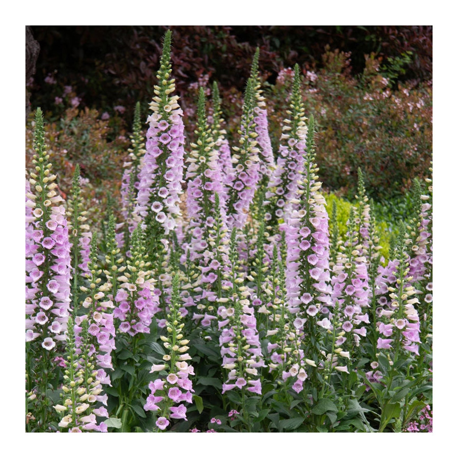Uzpirkstīte, Uzpirkstītes, Uzpirkstīšu sēklas, Hibrīdās uzpirkstītes, Digitalis hybrida, Digitalis grandiflora