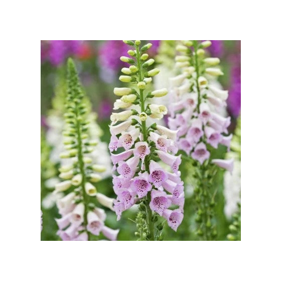 Uzpirkstīte, Uzpirkstītes, Uzpirkstīšu sēklas, Hibrīdās uzpirkstītes, Digitalis hybrida, Digitalis grandiflora
