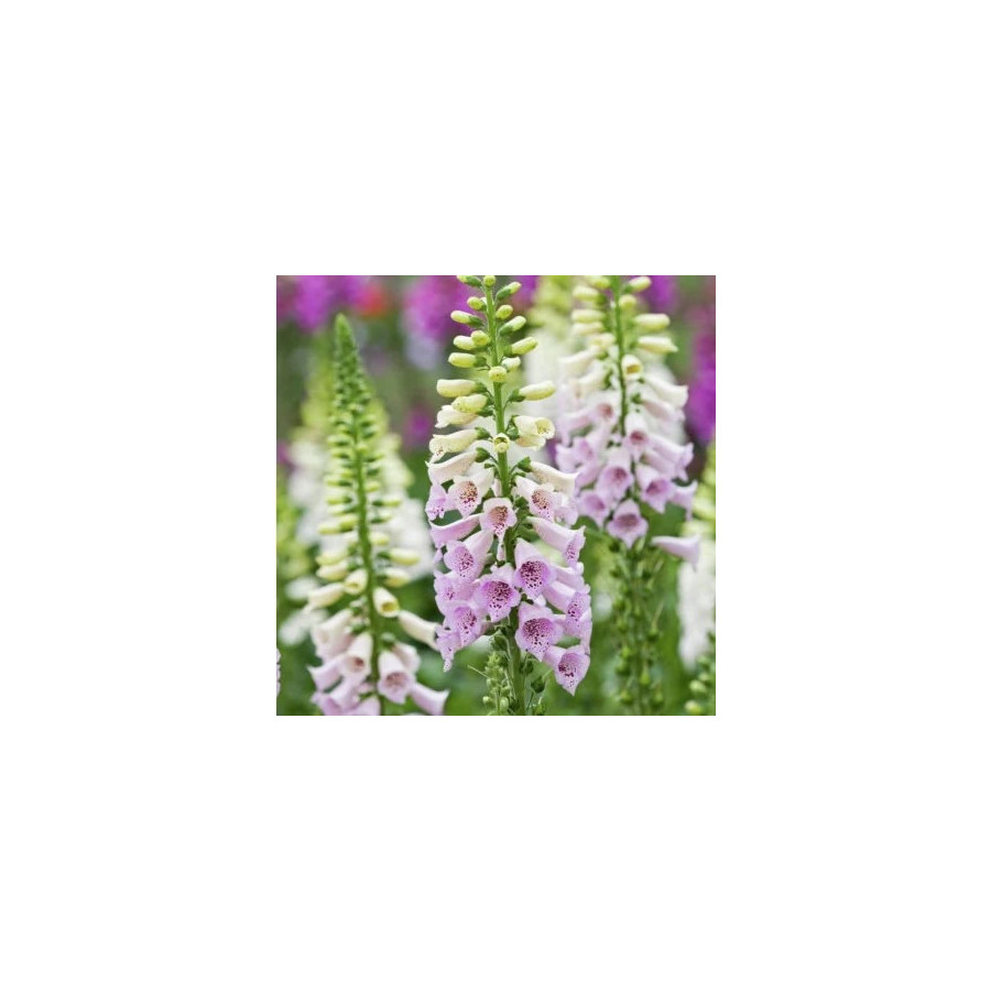Uzpirkstīte, Uzpirkstītes, Uzpirkstīšu sēklas, Hibrīdās uzpirkstītes, Digitalis hybrida, Digitalis grandiflora
