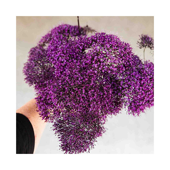 Zilā trahēlija Lake Michigan Purple, Trahēlijas sēklas, Trahēlija