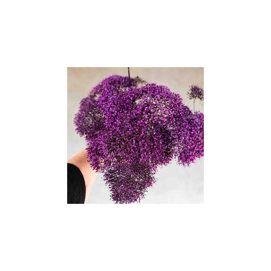 Zilā trahēlija Lake Michigan Purple, Trahēlijas sēklas, Trahēlija