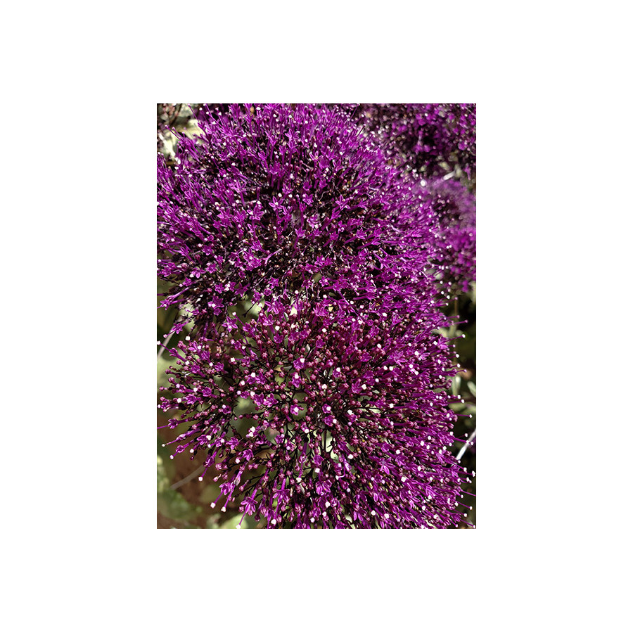 Zilā trahēlija Lake Michigan Purple, Trahēlijas sēklas, Trahēlija