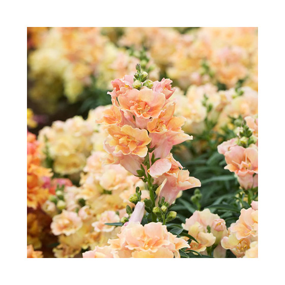 Lauvmutītes pildītās Doubleshot Peach