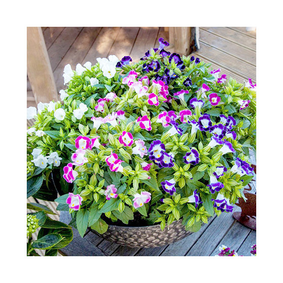 Torēnija HI-LITE MIX, Torēnijas sēklas, Torēniju sēklas, Torenia fournieri, Fornjē torēnija