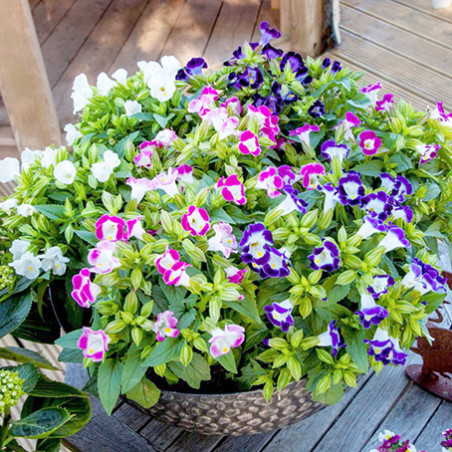 Torēnija HI-LITE MIX, Torēnijas sēklas, Torēniju sēklas, Torenia ...
