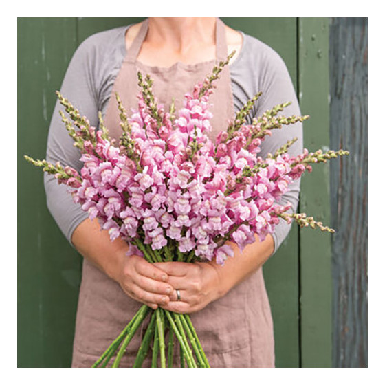 Lauvmutītes Maryland Levender, Antirrhinum majus, Lielās lauvmutītes, Pildītās lauvmutītes