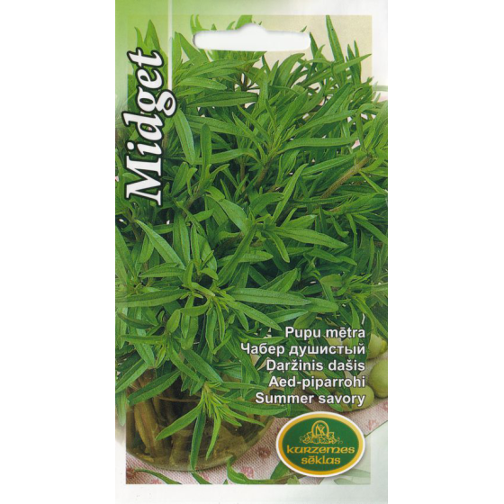 Pupu mētra Midget, pupu mētra