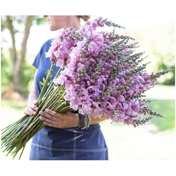 Lauvmutītes Potomac Lavender, Lauvmutīšu sēklas Potomac Lavender