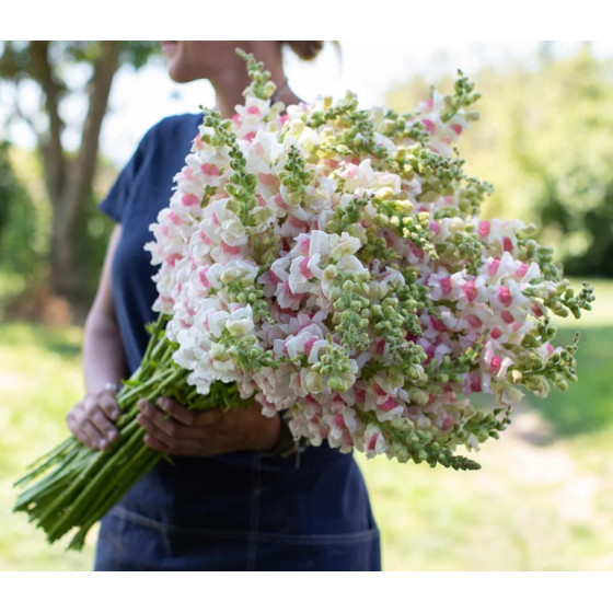 Lauvmutītes Potomac Appleblossom, Lauvmutīšu sēklas Potomac Appleblossom
