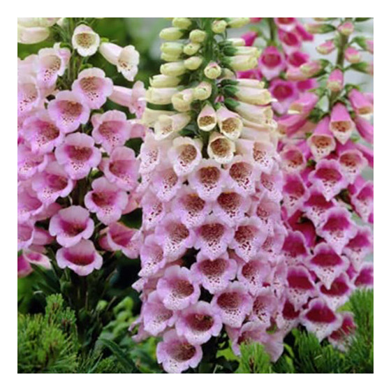 Uzpirkstīte, Uzpirkstītes, Uzpirkstīšu sēklas, Pulkstenīte, Digitalis Dottie Warm Rose