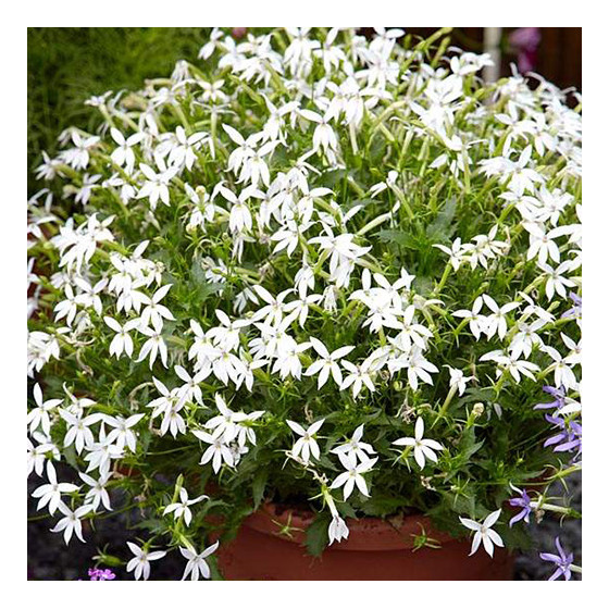 Laurentija, Laurentijas sēklas, Laurentijas, Isotoma hybrida, Laurentia axillaris, Isotoma Tristar White