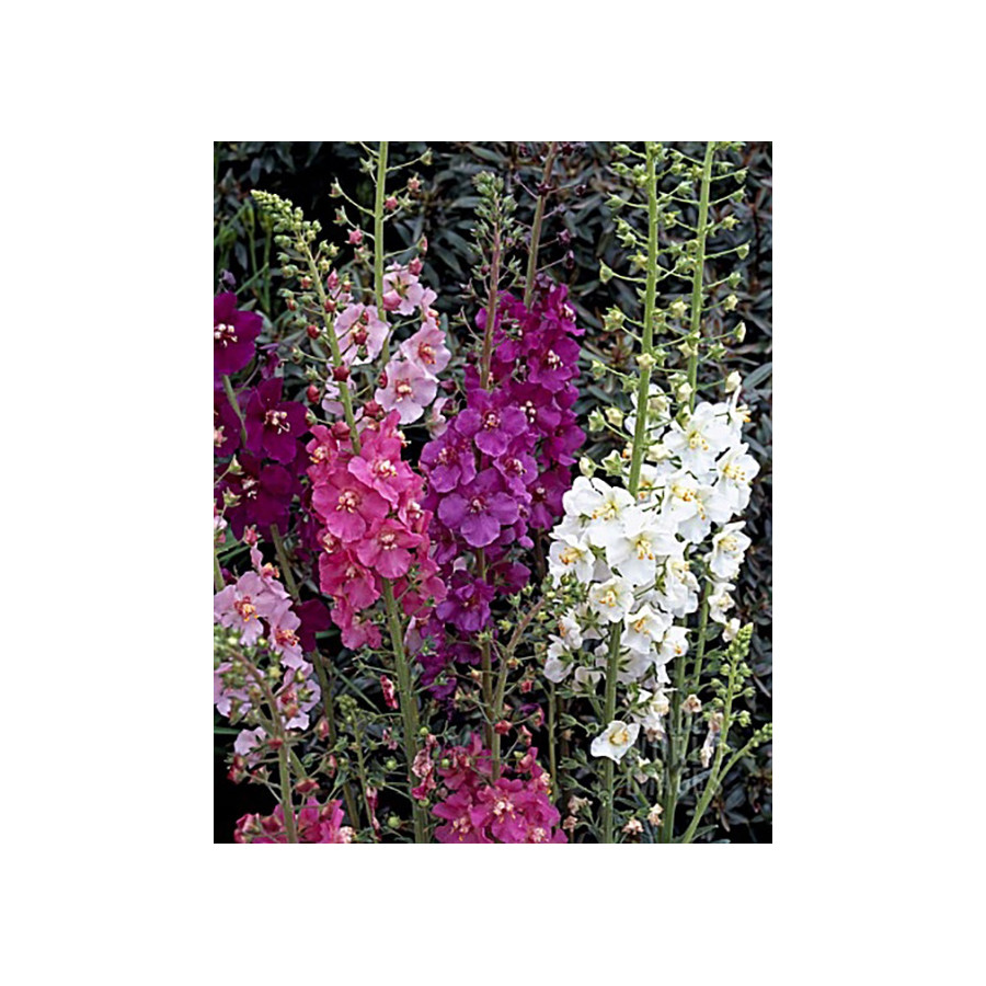 Deviņvīru spēks, Deviņvīru spēka sēklas, Verbascum sēklas