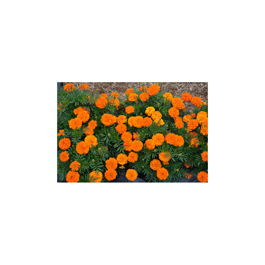 Samtenes Little Hero Fire, Samteņu sēklas, Tagetes patula