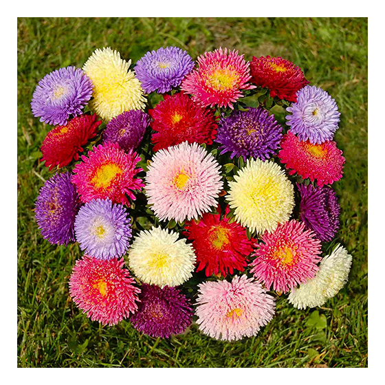 Asteres ķīnas Benary Princess Mix