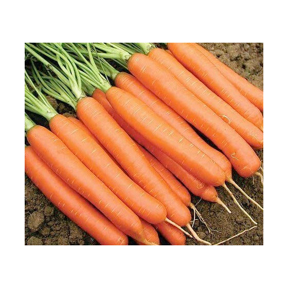 Burkāni Cadance F1, Burkānu sēklas Cadance F1